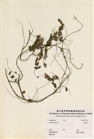 藏品(雞母珠)的圖片